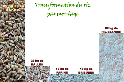 transformation du riz, paddy, balles, farines, brisures, riz blanchi